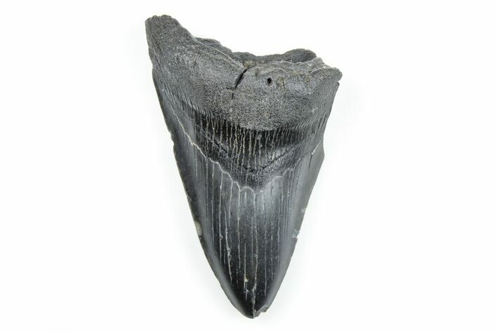 4.19" Partial, Fossil Megalodon Tooth - South Carolina